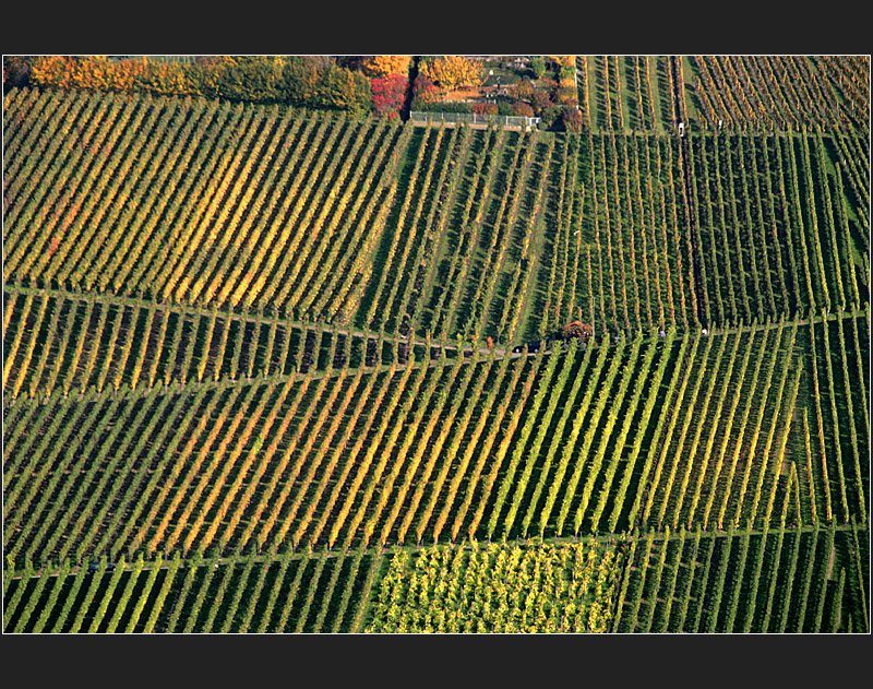 . Strukturen der Weinberge - Die Aufnahme entstand im Stadtgebiet von Stuttgart, ein Weinberghang zwischen den Stadtteilen Rotenberg und Uhlbach (Matthias)