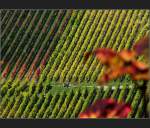 In den Stuttgarter Weinbergen bei Uhlbach (Jonas)